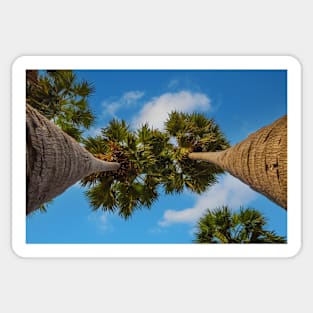 Two palms against blue cloudy sky Sticker